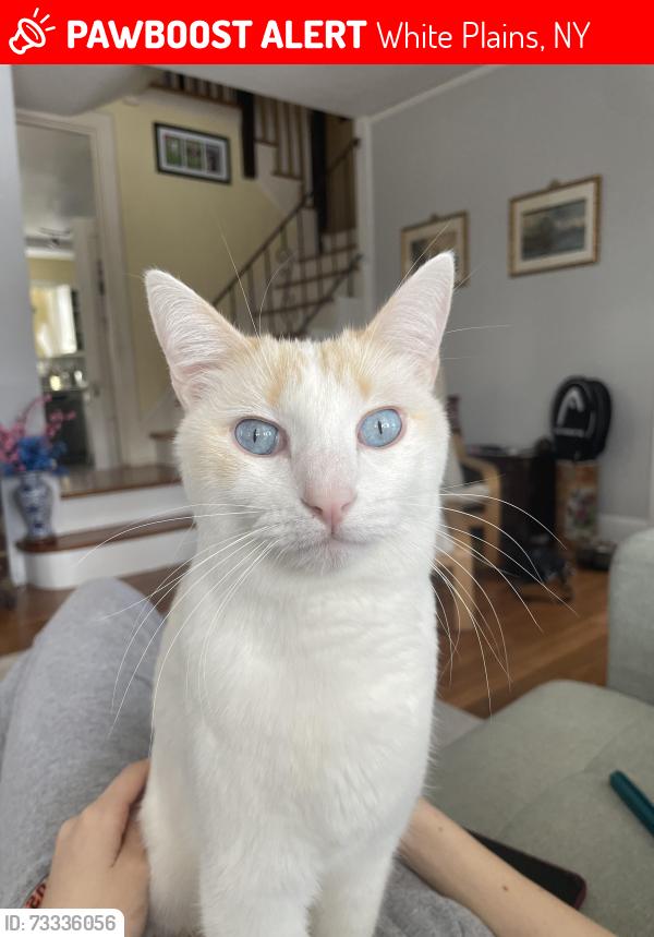 Lost Male Cat last seen Longview and Prescott, White Plains, NY 10605