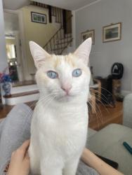 Lost Male Cat last seen Longview and Prescott, White Plains, NY 10605
