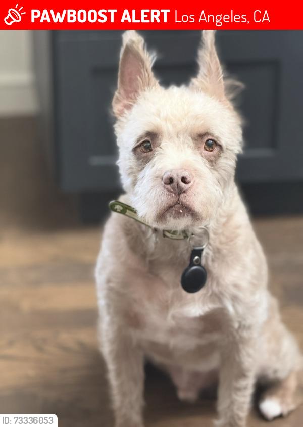 Lost Male Dog last seen Shirley and Santa Rita St, Tarzana, Los Angeles, CA 91364