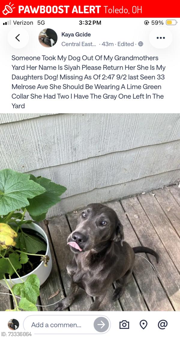 Lost Female Dog last seen Melrose Ave By The Station, Toledo, OH 43610