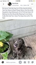 Lost Female Dog last seen Melrose Ave By The Station, Toledo, OH 43610