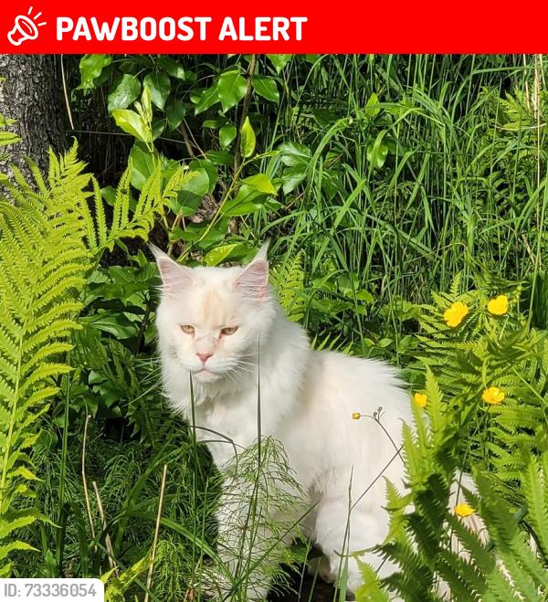 Lost Male Cat last seen sims lane and Calvert road, Oliver Paipoonge, ON 