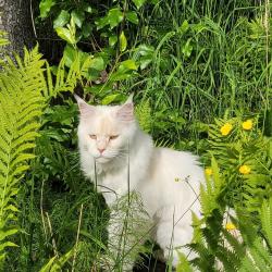 Lost Male Cat last seen sims lane and Calvert road, Oliver Paipoonge, ON 