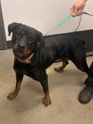 Shelter Stray Female Dog last seen Near E 80, 3rd District,, 9203 Detroit Ave, Cleveland, OH 44102, USA