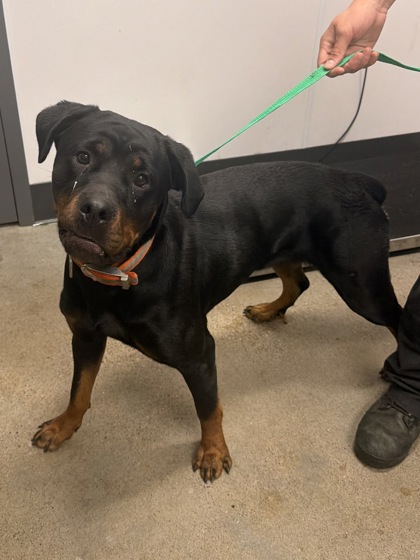Shelter Stray Female Dog last seen Near E 80, 3rd District,, 9203 Detroit Ave, Cleveland, OH 44102, USA