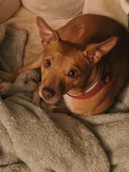 Lost Male Dog last seen Madison and ash way Lynnwood, Lynnwood, WA 98087
