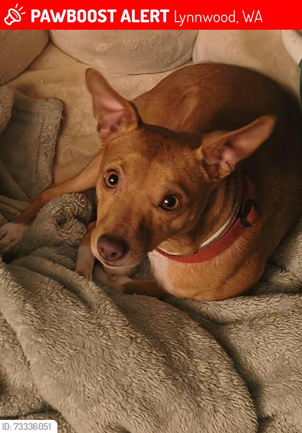 Lost Male Dog last seen Madison and ash way Lynnwood, Lynnwood, WA 98087