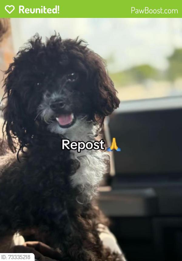 Reunited Female Dog last seen Krome Ave & SW 200th St, Florida 33187, USA, Miami-Dade County, FL 33187