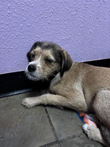 Shelter Stray Male Dog last seen Near Joe Battle Blvd, El Paso, TX, CITY of El Paso, TX, 5001 Fred Wilson Ave, El Paso, TX 79906, USA