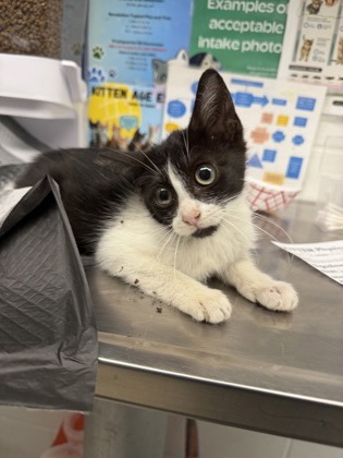 Shelter Stray Female Cat last seen Festival Foods- 3007 Mall Drive, City of Eau Claire, WI, 3900 Old Town Hall Rd, Eau Claire, WI 54701, USA