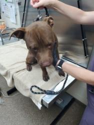 Shelter Stray Male Dog last seen Near Wayfield Circle, North Charleston, SC, 2455 Remount Rd, North Charleston, SC 29406, USA