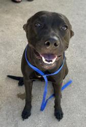 Shelter Stray Female Dog last seen Near NATALIE DR, South District, TX, 355 Hillshire Dr, Haslet, TX 76052, USA