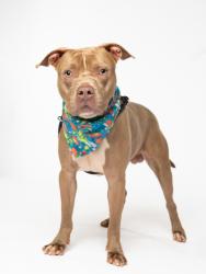 Shelter Stray Male Dog last seen Near centra villa dr, Atlanta, GA, 1251 Fulton Industrial Blvd NW, Atlanta, GA 30336, USA