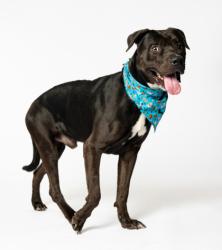 Shelter Stray Male Dog last seen Near Selborn Dr Sw, Atlanta, GA, 1251 Fulton Industrial Blvd NW, Atlanta, GA 30336, USA
