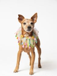 Shelter Stray Male Dog last seen Near Boulderview Drive, Atlanta, GA, 1251 Fulton Industrial Blvd NW, Atlanta, GA 30336, USA
