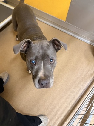Shelter Stray Female Dog last seen Near Airline Road, 29624, Anderson County, SC, 1320 US-29, Anderson, SC 29626, USA