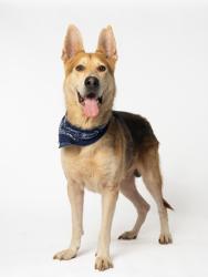 Shelter Stray Male Dog last seen Near Forrest Hill Dr., Hapeville, GA, 1251 Fulton Industrial Blvd NW, Atlanta, GA 30336, USA