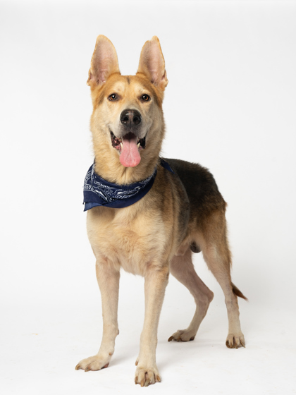 Shelter Stray Male Dog last seen Near Forrest Hill Dr., Hapeville, GA, 1251 Fulton Industrial Blvd NW, Atlanta, GA 30336, USA