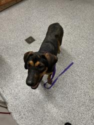 Shelter Stray Female Dog last seen Near Andersonville Pike, Knox County ASO, TN, 3201 Division St, Knoxville, TN 37919, USA