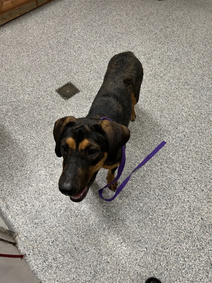 Shelter Stray Female Dog last seen Near Andersonville Pike, Knox County ASO, TN, 3201 Division St, Knoxville, TN 37919, USA