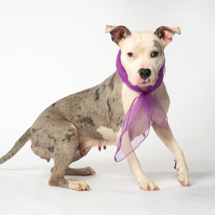 Shelter Stray Female Dog last seen Near Stanton Rd SW, Atlanta, GA, 1251 Fulton Industrial Blvd NW, Atlanta, GA 30336, USA