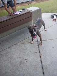 Shelter Stray Female Dog last seen 1226-1238 Cleveland Ave, Atlanta, GA, 1251 Fulton Industrial Blvd NW, Atlanta, GA 30336, USA