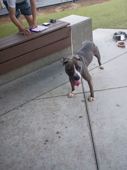 Shelter Stray Female Dog last seen 1226-1238 Cleveland Ave, Atlanta, GA, 1251 Fulton Industrial Blvd NW, Atlanta, GA 30336, USA