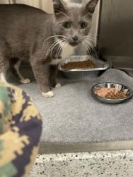 Shelter Stray Male Cat last seen Godby Road and Gearbrook, College Park, GA, 1251 Fulton Industrial Blvd NW, Atlanta, GA 30336, USA