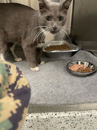 Shelter Stray Male Cat last seen Godby Road and Gearbrook, College Park, GA, 1251 Fulton Industrial Blvd NW, Atlanta, GA 30336, USA