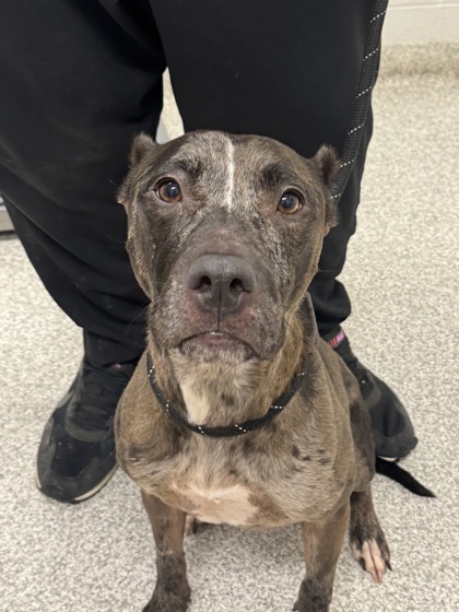 Shelter Stray Female Dog last seen Near Crest Heights RD, 21215, MD, 2490 Giles Rd, Baltimore, MD 21225, USA