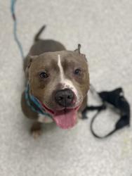 Shelter Stray Male Dog last seen Near Lawnview ave, 21213, MD, 2490 Giles Rd, Baltimore, MD 21225, USA