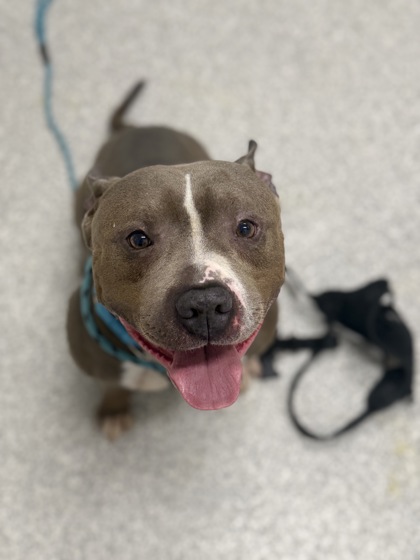 Shelter Stray Male Dog last seen Near Lawnview ave, 21213, MD, 2490 Giles Rd, Baltimore, MD 21225, USA