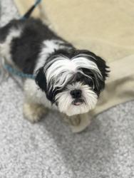 Shelter Stray Female Dog last seen Near Spelman Rd Unit A-2, 21225, MD, 2490 Giles Rd, Baltimore, MD 21225, USA