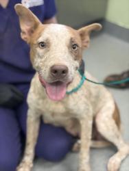 Shelter Stray Female Dog last seen Near Holly, Longview, City of, TX, 303 H G Mosley Pkwy, Longview, TX 75604, USA