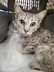 Shelter Stray Male Cat last seen Near Saint Lawrence CV Tucker, GA 30084, 30084, GA, 3280 Chamblee Dunwoody Rd, Chamblee, GA 30341, USA