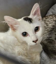Shelter Stray Female Cat last seen Near Saint Lawrence CV Tucker, GA 30084, 30084, GA, 3280 Chamblee Dunwoody Rd, Chamblee, GA 30341, USA