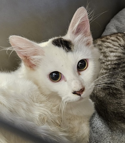 Shelter Stray Female Cat last seen Near Saint Lawrence CV Tucker, GA 30084, 30084, GA, 3280 Chamblee Dunwoody Rd, Chamblee, GA 30341, USA