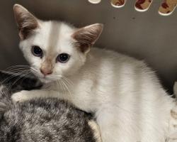 Shelter Stray Female Cat last seen Near Saint Lawrence CV Tucker, GA 30084, 30084, GA, 3280 Chamblee Dunwoody Rd, Chamblee, GA 30341, USA