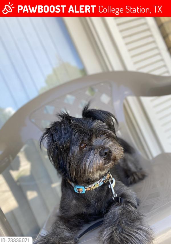 Lost Male Dog last seen Fraternity Row College Station, TX 77845, College Station, TX 77845