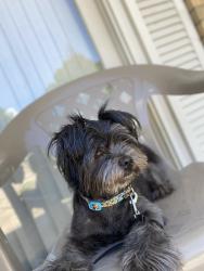 Lost Male Dog last seen Fraternity Row College Station, TX 77845, College Station, TX 77845