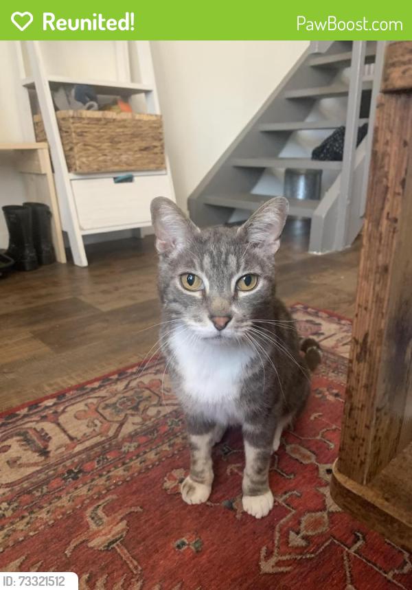 Reunited Male Cat last seen Quincy & Picadilly, Aurora, CO 80018