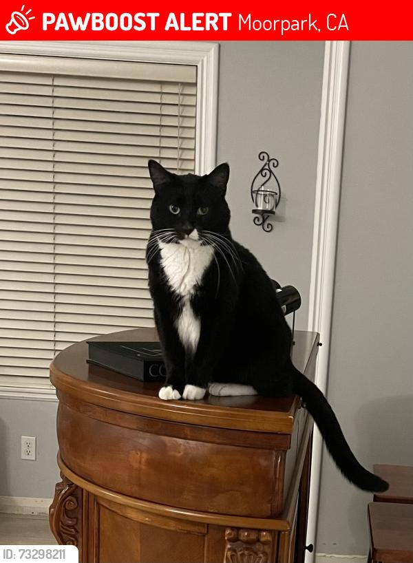 Lost Female Cat last seen Hidden Pine Court & Tierra Rejada, Moorpark, CA 93021