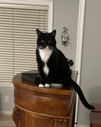 Lost Female Cat last seen Hidden Pine Court & Tierra Rejada, Moorpark, CA 93021