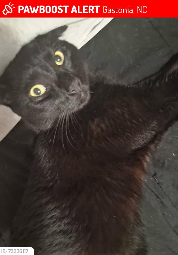 Lost Male Cat last seen West franklin,bessemer city rd, Gastonia, NC 28052
