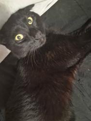 Lost Male Cat last seen West franklin,bessemer city rd, Gastonia, NC 28052