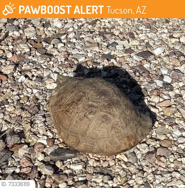 Found/Stray Unknown Reptile last seen Tanque Verde and Woodland Road, Tucson, AZ 85749