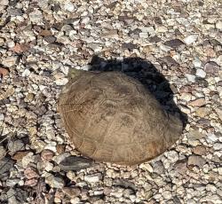 Found/Stray Unknown Reptile last seen Tanque Verde and Woodland Road, Tucson, AZ 85749