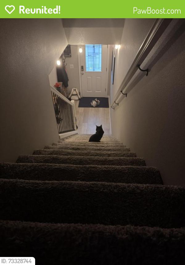 Reunited Male Cat last seen Fred Meyers, Vancouver, WA 98685