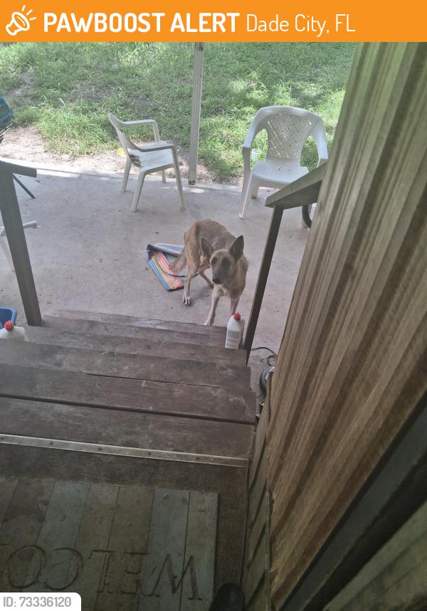 Found/Stray Female Dog last seen Near u s highway ninety eight, Dade City, FL 33523