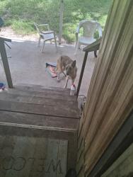 Found/Stray Female Dog last seen Near u s highway ninety eight, Dade City, FL 33523